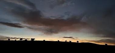 Alberta farmland landscape